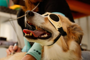 Laser Therapy for Dogs at Pineview Veterinary Hospital