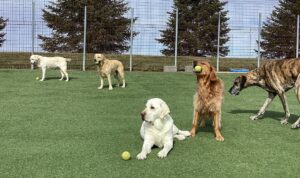 Dogs playing with Tennis Balls at Doggy Day Care