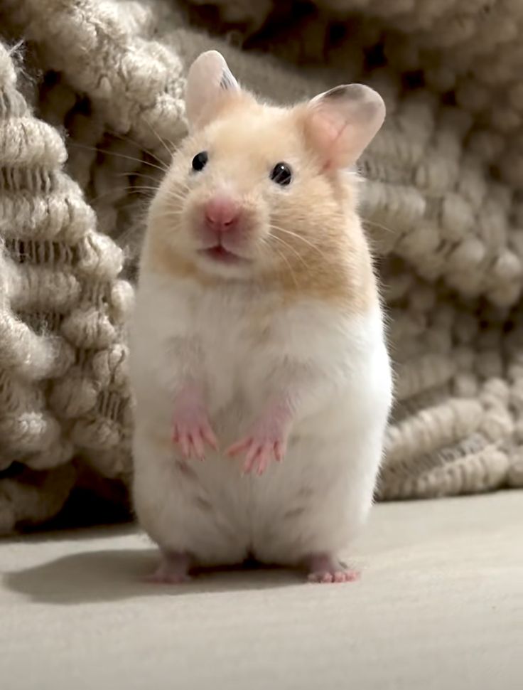 Hamster1